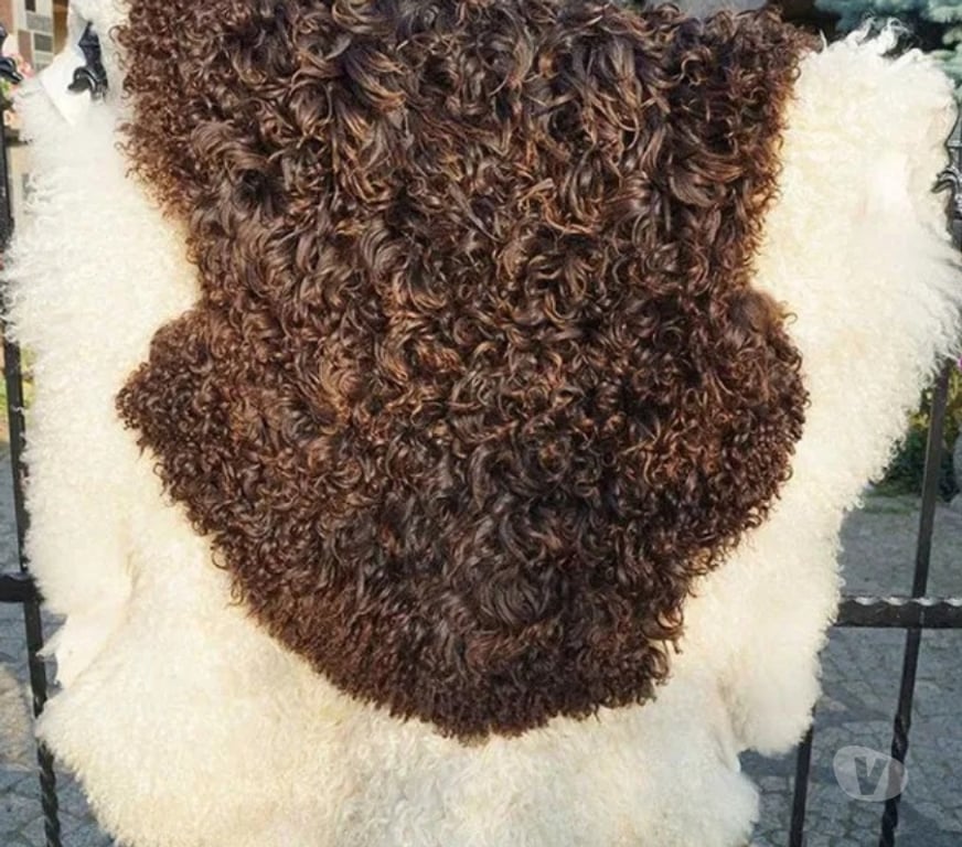 Décoration - art Rhône Craponne - 69290 - Photos Vivastreet Tapis décoratif suédois en peau de mouton