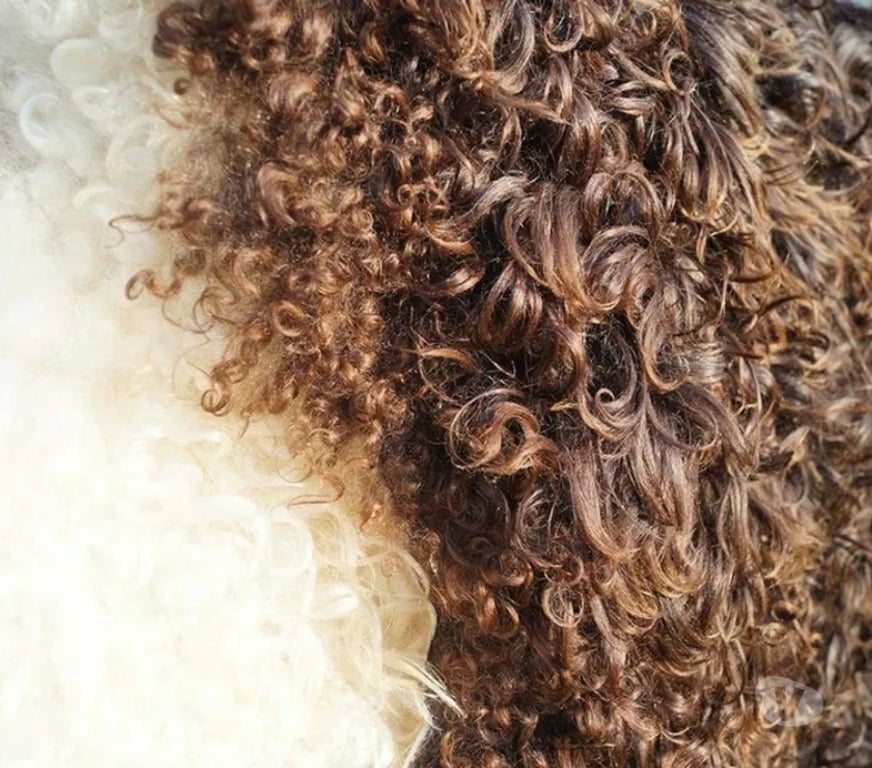 Décoration - art Rhône Craponne - 69290 - Photos Vivastreet Tapis décoratif suédois en peau de mouton