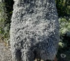 Craponne - Rhône — tapis décoratif en peau de mouton naturelle pour la chambre