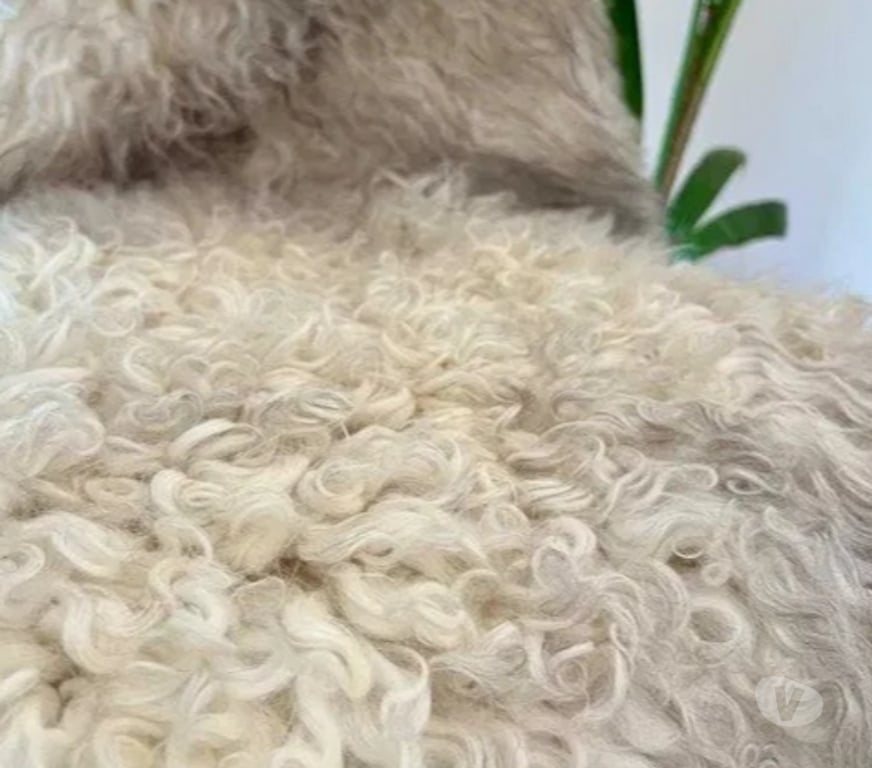 Décoration - art Rhône Craponne - 69290 - Photos Vivastreet tapis décoratif en peau de mouton naturelle pour la chambre