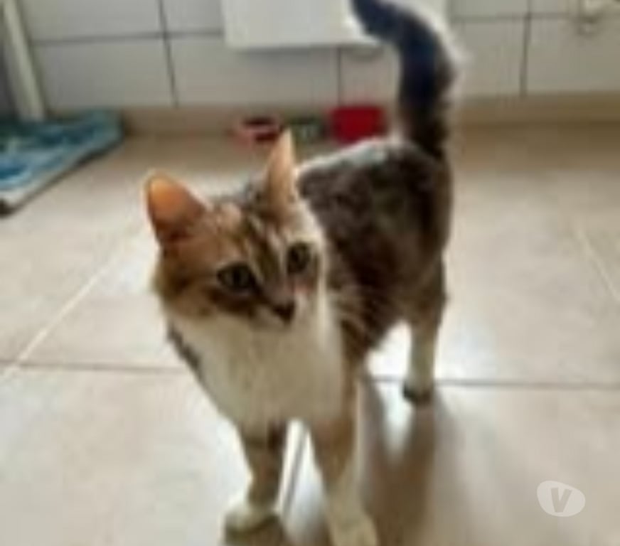 Don animaux Drôme St Restitut - 26130 - Photos Vivastreet Chat MUSCADINE à l adoption