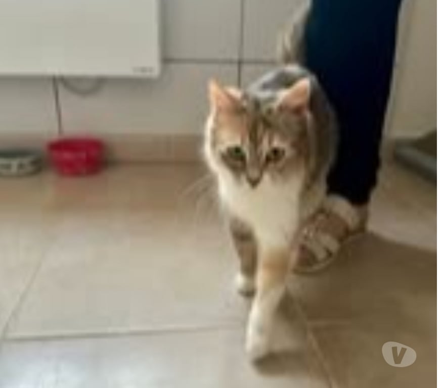 Don animaux Drôme St Restitut - 26130 - Photos Vivastreet Chat MUSCADINE à l adoption