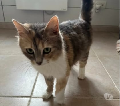 Don animaux St Restitut Drôme - Photos Vivastreet Chat MUSCADINE à l adoption