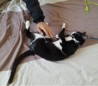Chat CHOUQUETTE à l adoption
