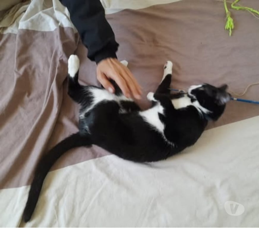 Don animaux Drôme Chabeuil - Photos Vivastreet Chat CHOUQUETTE à l adoption