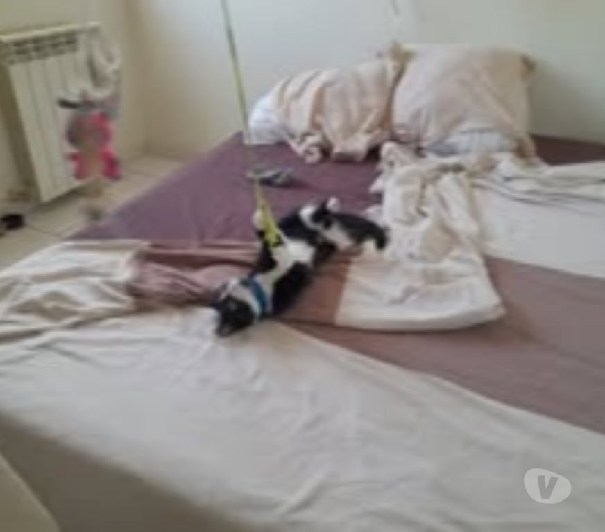 Don animaux Drôme Chabeuil - Photos Vivastreet Chat CHOUQUETTE à l adoption