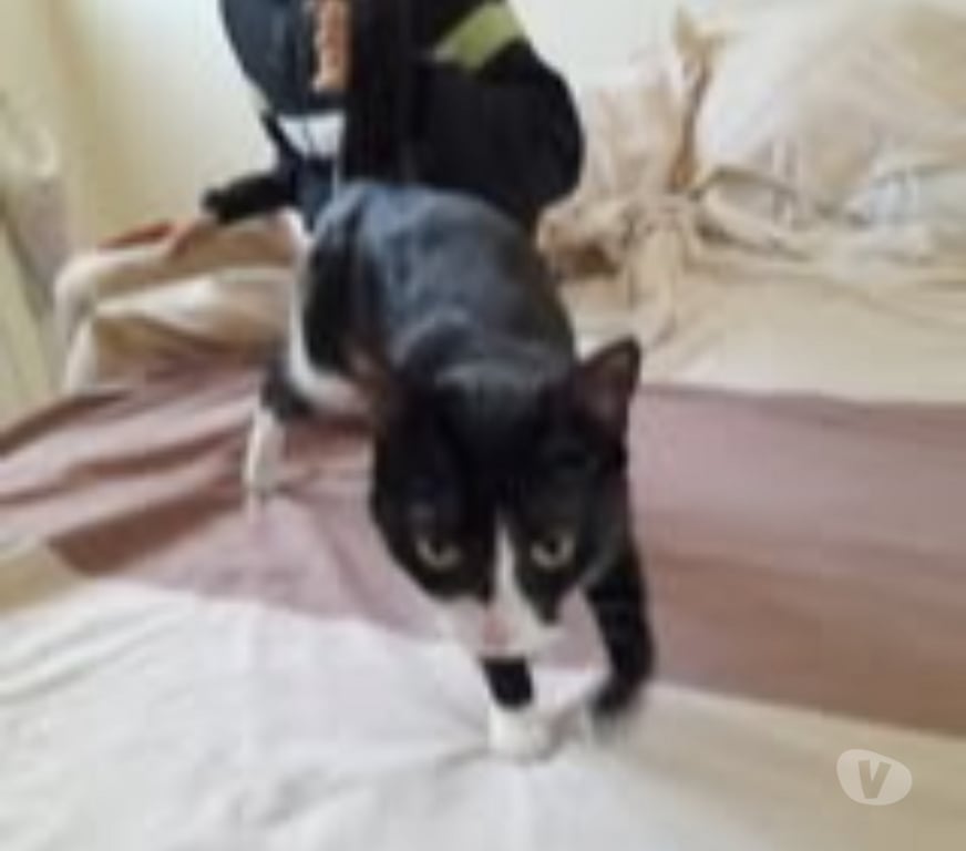 Don animaux Drôme Chabeuil - Photos Vivastreet Chat CHOUQUETTE à l adoption