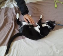 Chat CHOUQUETTE à l adoption