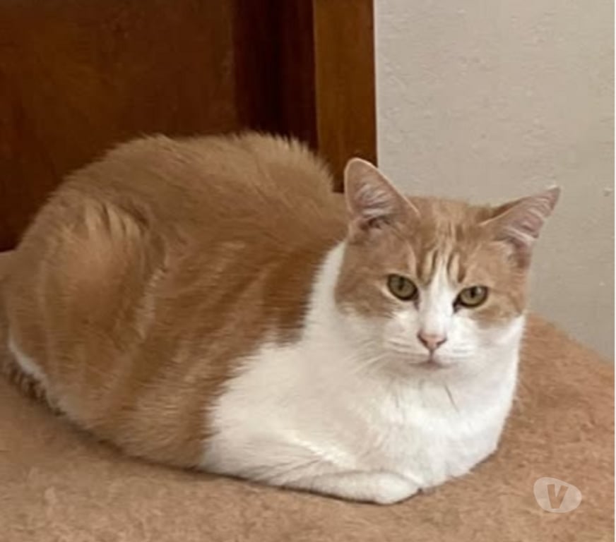 Don animaux Drôme La Laupie - 26740 - Photos Vivastreet Chat NEMO à l adoption
