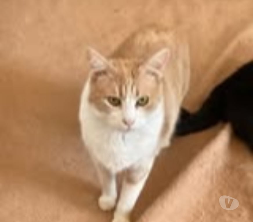 Don animaux Drôme La Laupie - 26740 - Photos Vivastreet Chat NEMO à l adoption