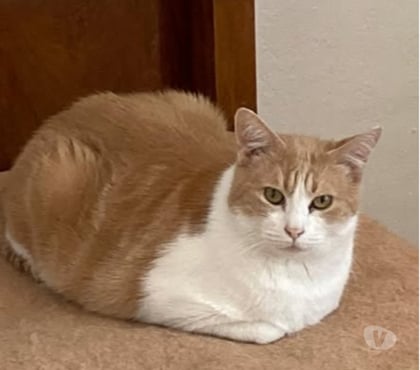 Adoption animaux La Laupie Drôme - Photos Vivastreet Chat NEMO à l adoption