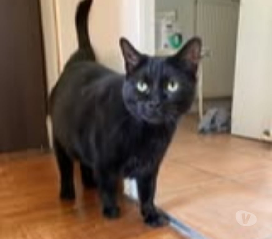 Don animaux Drôme La Laupie - 26740 - Photos Vivastreet Chat APOLLO à l adoption