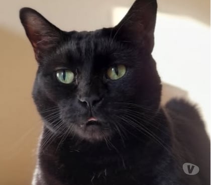 Don La Laupie Drôme - Photos Vivastreet Chat APOLLO à l adoption