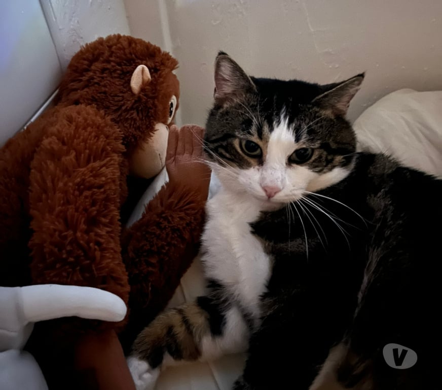 Don animaux Rhône Lyon - Photos Vivastreet TATAMI, chat attachant et câlin