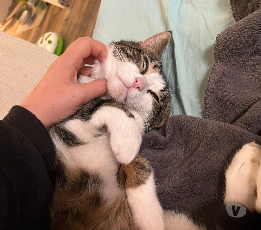 Don animaux Rhône Lyon - Photos Vivastreet TATAMI, chat attachant et câlin