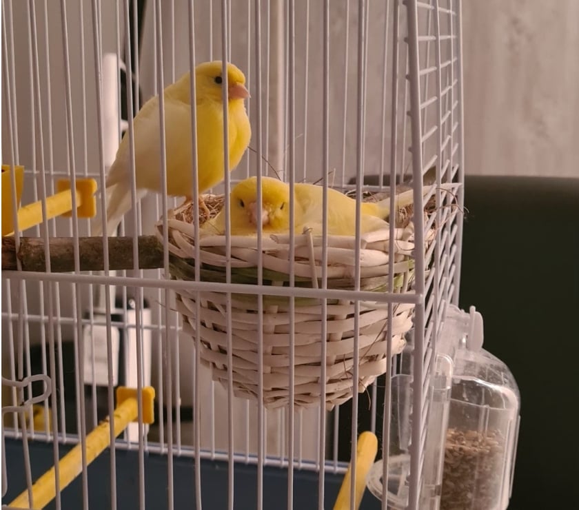 Vente animaux Vernon Eure - Photos Vivastreet Couple Canaris Jaune 2025