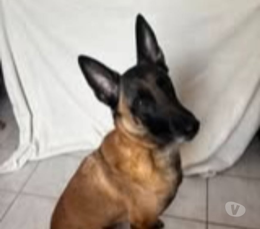 Don animaux Drôme Laval d'Aix - 26150 - Photos Vivastreet Chien SAIKO à l adoption