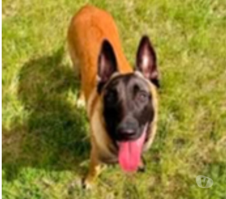 Don animaux Drôme Laval d'Aix - 26150 - Photos Vivastreet Chien SAIKO à l adoption