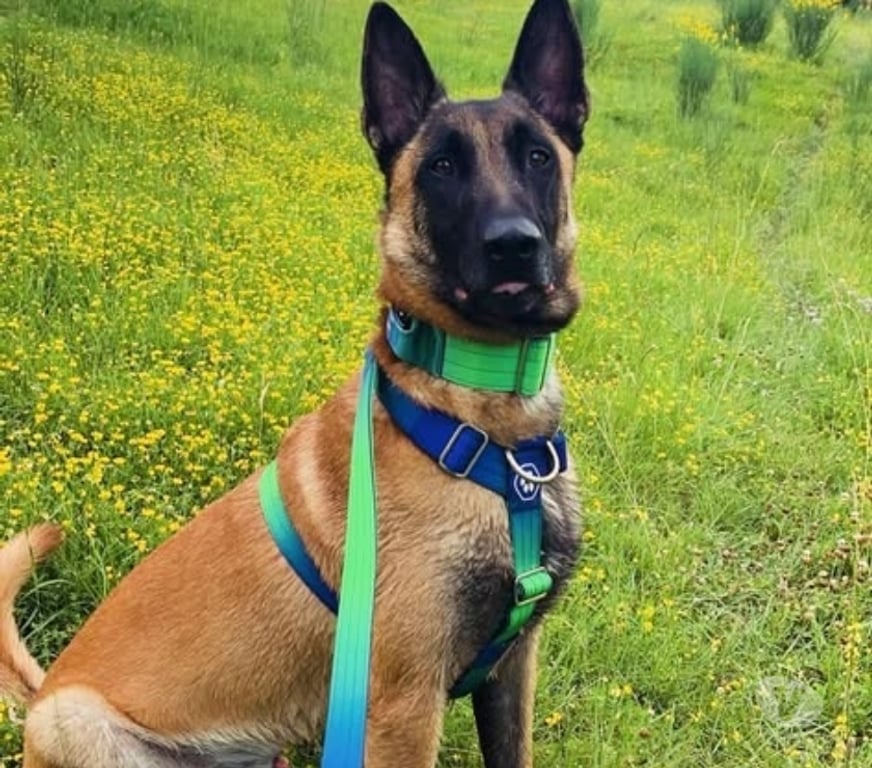 Don animaux Drôme Laval d'Aix - 26150 - Photos Vivastreet Chien SAIKO à l adoption