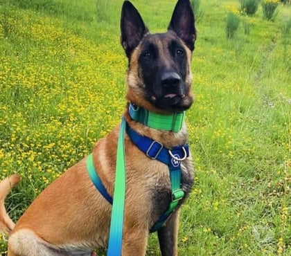 Adoption animaux Laval d'Aix Drôme - Photos Vivastreet Chien SAIKO à l adoption