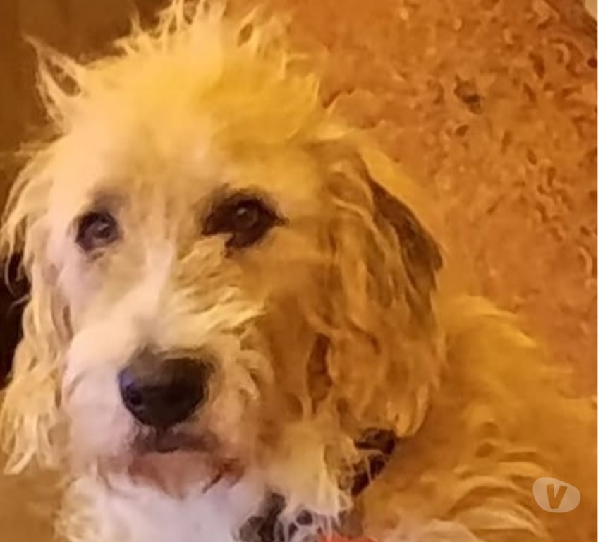 Don animaux Gard Gallargues le Montueux - 30660 - Photos Vivastreet Chien SHANTI à l adoption