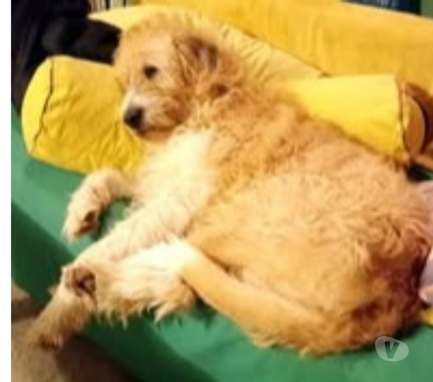 Don animaux Gard Gallargues le Montueux - 30660 - Photos Vivastreet Chien SHANTI à l adoption