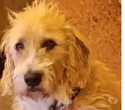 Don animaux Gallargues le Montueux Gard - Photos Vivastreet Chien SHANTI à l adoption