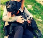 Chien LOTUS à l adoption