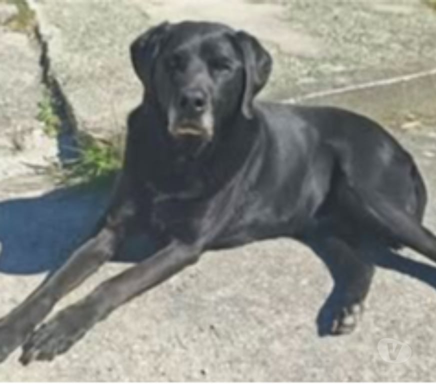 Don animaux Drôme Pont de l'Isere - 26600 - Photos Vivastreet Chien LOTUS à l adoption