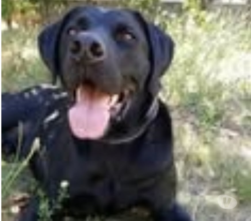 Don animaux Drôme Pont de l'Isere - 26600 - Photos Vivastreet Chien LOTUS à l adoption