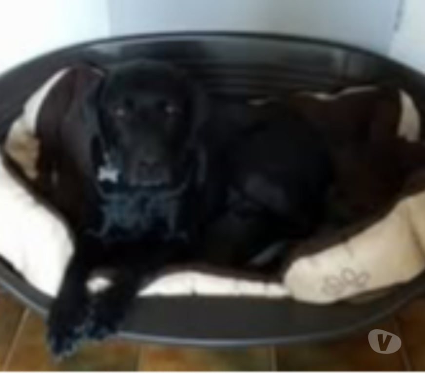 Don animaux Drôme Pont de l'Isere - 26600 - Photos Vivastreet Chien LOTUS à l adoption