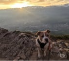 Le Pont de Claix - Isère — Chien rosy à l adoption