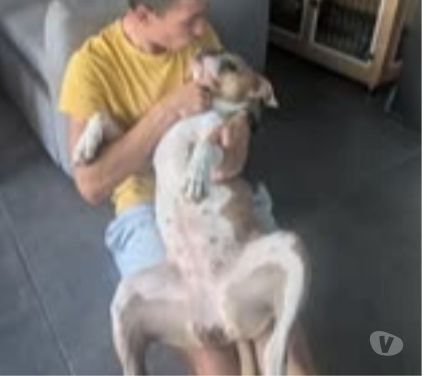 Don animaux Isère Le Pont de Claix - 38800 - Photos Vivastreet Chien rosy à l adoption