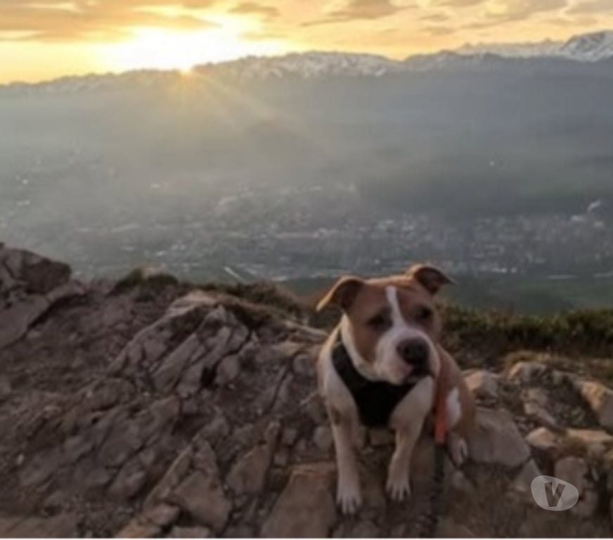 Don animaux Isère Le Pont de Claix - 38800 - Photos Vivastreet Chien rosy à l adoption
