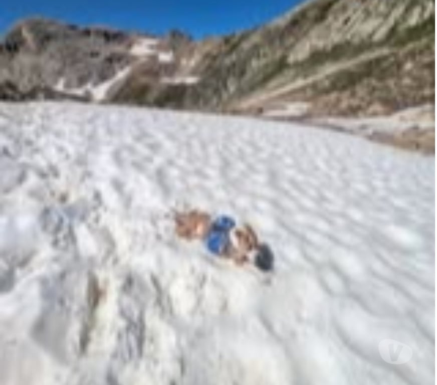 Don animaux Isère Le Pont de Claix - 38800 - Photos Vivastreet Chien rosy à l adoption