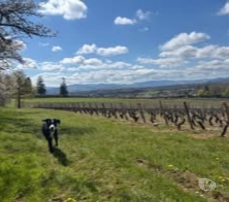 Don animaux Rhône Vourles - Photos Vivastreet Chien ATLAS à l adoption