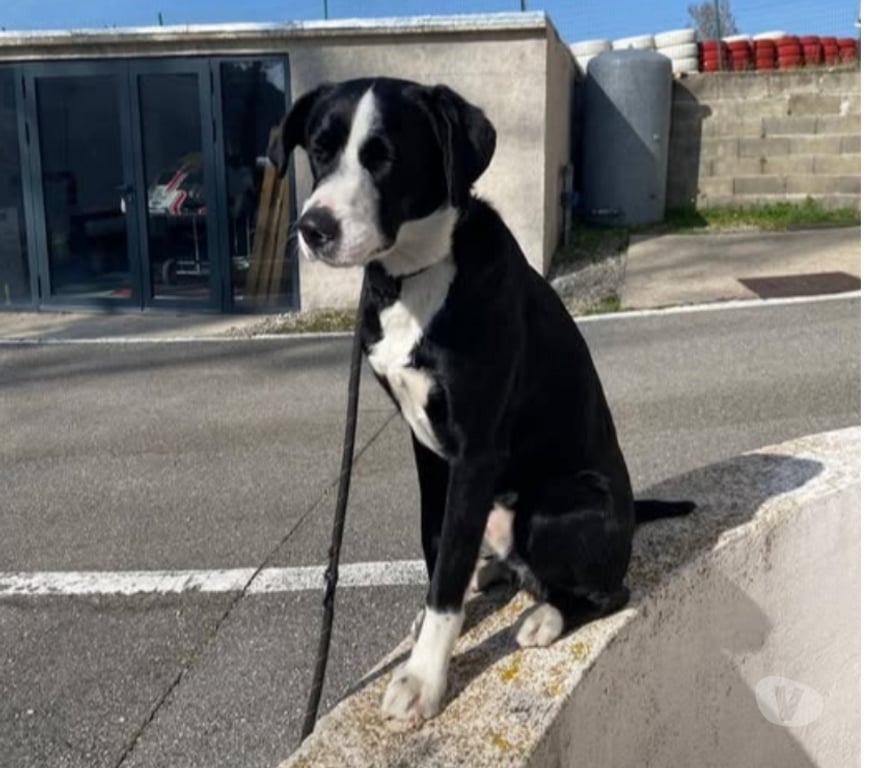 Don animaux Rhône Vourles - Photos Vivastreet Chien ATLAS à l adoption