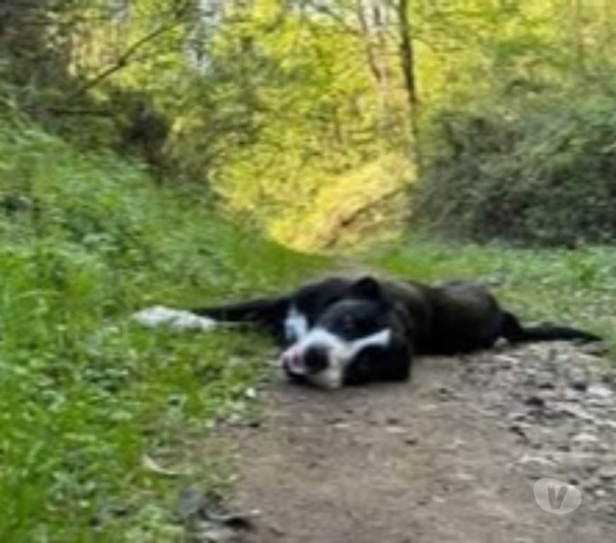 Don animaux Rhône Vourles - Photos Vivastreet Chien ATLAS à l adoption