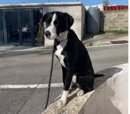 Don animaux Vourles Vourles - Photos Vivastreet Chien ATLAS à l adoption