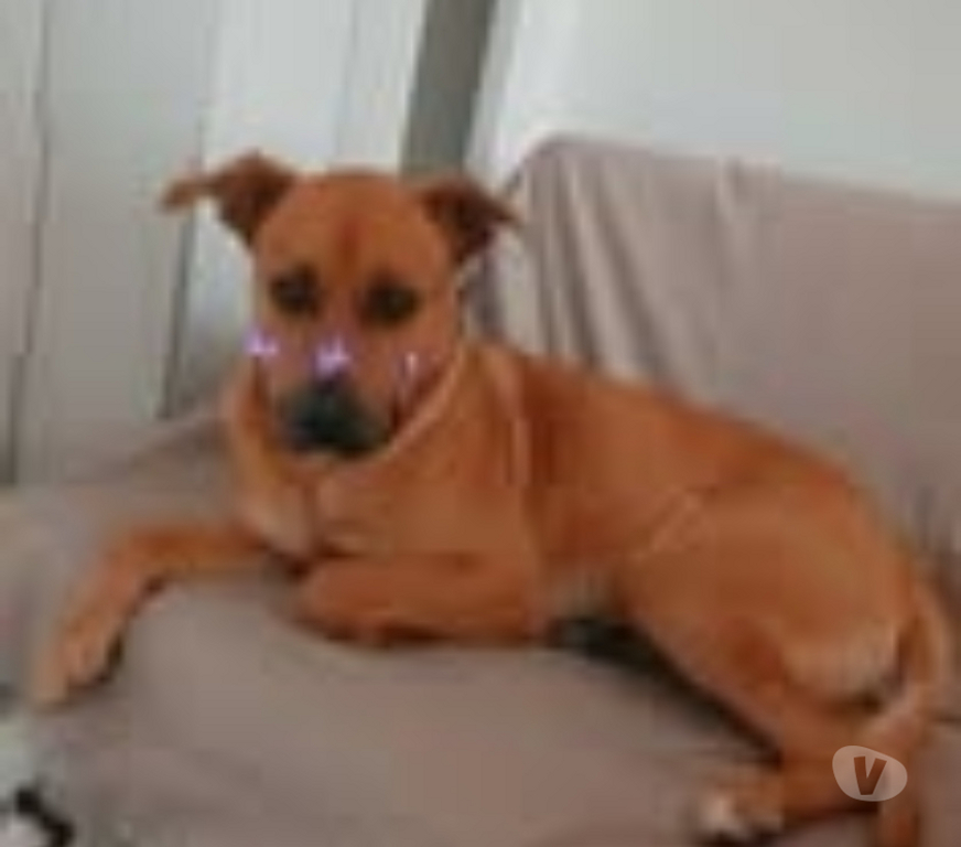 Don animaux Ardèche Annonay - 07100 - Photos Vivastreet Chien REX à l adoption