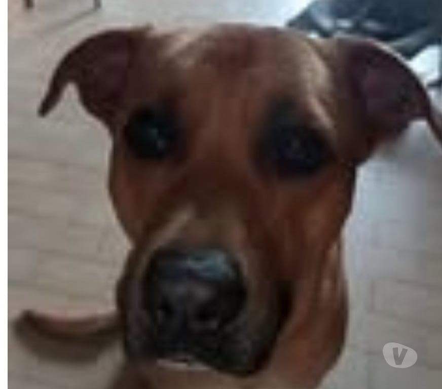 Don animaux Ardèche Annonay - 07100 - Photos Vivastreet Chien REX à l adoption