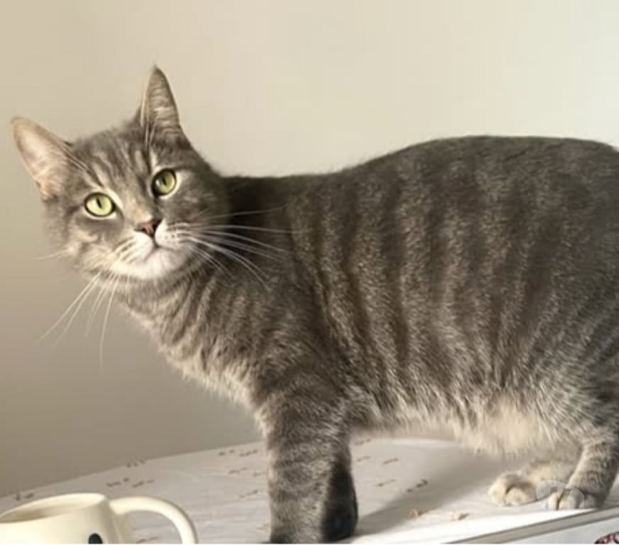 Don animaux Drôme Valence - 26000 - Photos Vivastreet Chat GRIBOUILLE à l adoption