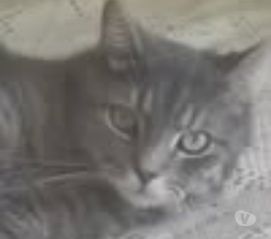 Don animaux Drôme Valence - 26000 - Photos Vivastreet Chat GRIBOUILLE à l adoption