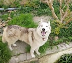 Chien THORIUM à l adoption