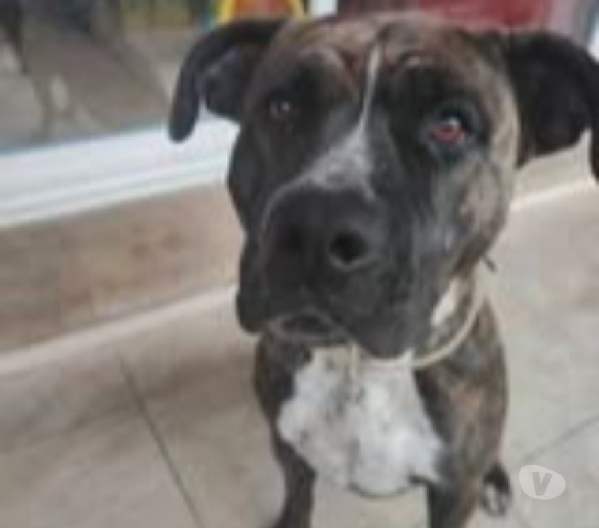 Don animaux Vaucluse Bollene - 84500 - Photos Vivastreet Chien LEIKA à l adoption