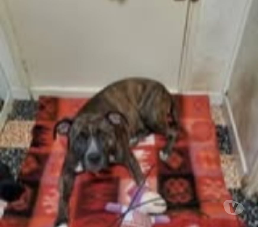 Don animaux Vaucluse Bollene - 84500 - Photos Vivastreet Chien LEIKA à l adoption