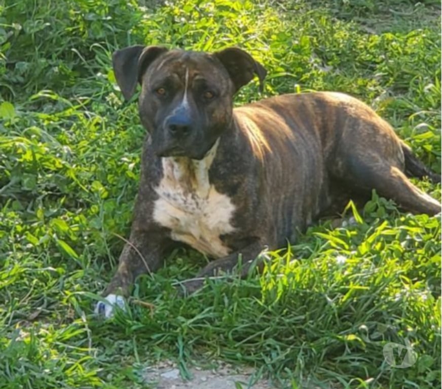 Don animaux Vaucluse Bollene - 84500 - Photos Vivastreet Chien LEIKA à l adoption