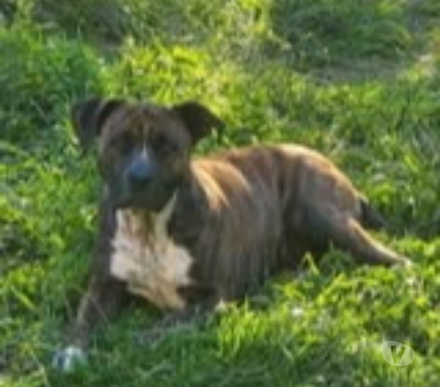 Don animaux Vaucluse Bollene - 84500 - Photos Vivastreet Chien LEIKA à l adoption