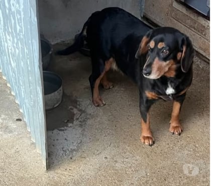 Don animaux Vaison la Romaine Vaucluse - Photos Vivastreet Chien TICKIE à l adoption