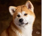 Chien ACHIKA à l adoption